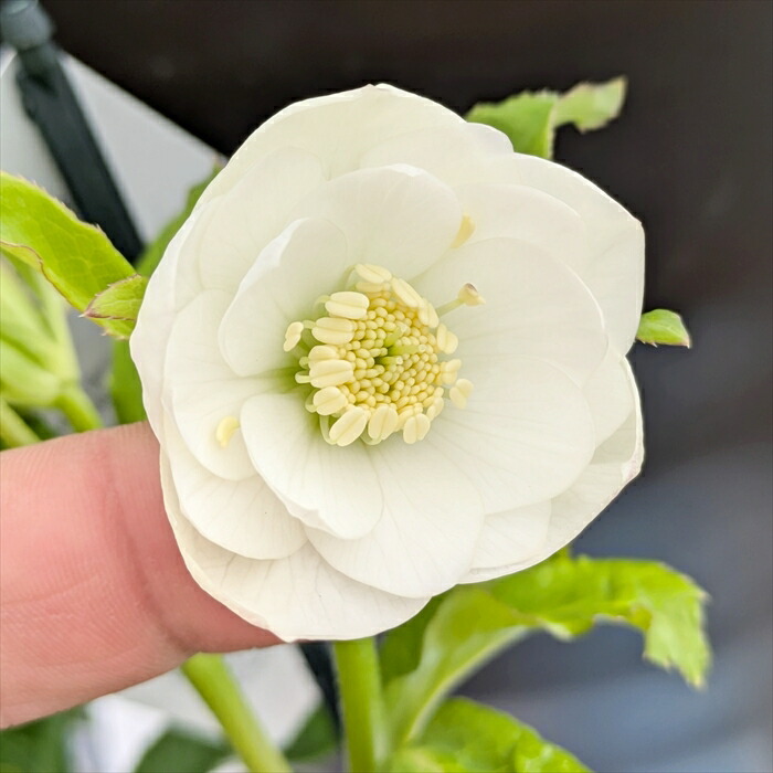 楽天市場】【現品】クリスマスローズ ウィンターシンフォニー ダブル