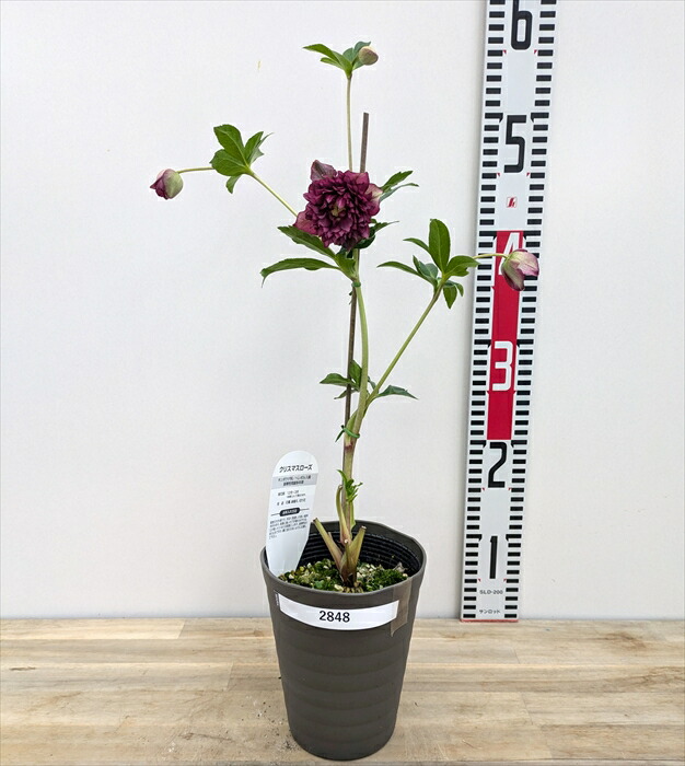 楽天市場】【現品】クリスマスローズ 超多弁ダブル咲き レッド