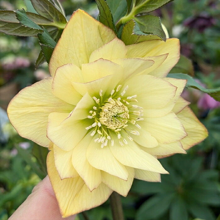 楽天市場】【現品】クリスマスローズ ダブル咲き イエロー系 ピコティ