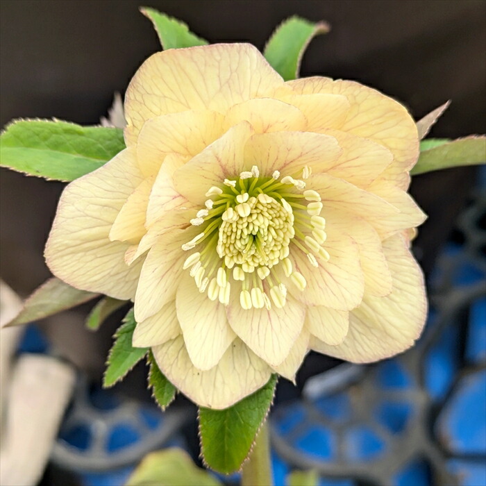 楽天市場】【現品】クリスマスローズ ダブル咲き イエロー系 5号