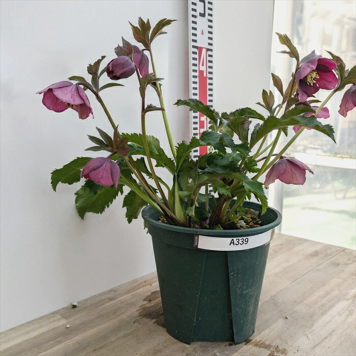 楽天市場】【現品】クリスマスローズ シングル咲き レッド系 6号鉢植え