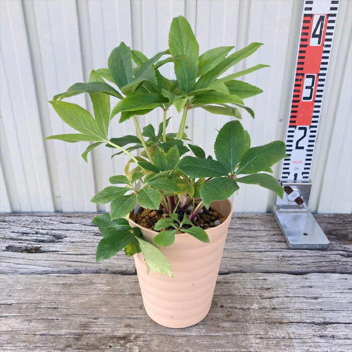 楽天市場】【現品】クリスマスローズ ダブル咲き ゴールドオーレア系 5