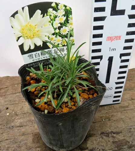 楽天市場】雪白柳葉友禅菊（セッパクヤナギバユウゼンギク）3.5号