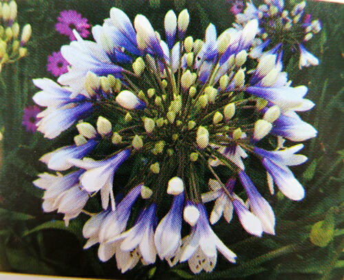 楽天市場】アガパンサス苗 ツイスター 3.5号小苗(d07) : 千草園芸