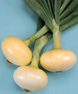 楽天市場】サラダタマネギ苗(サラダ玉ねぎ苗) 200本 : 千草園芸