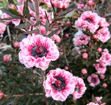 楽天市場】ギョリュウバイ 八重 ピンク系 4号ポット苗(J06) : 千草園芸