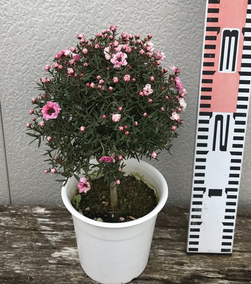 楽天市場】ギョリュウバイ ピンク系八重咲き 丸型 4号苗（b20） : 千草園芸