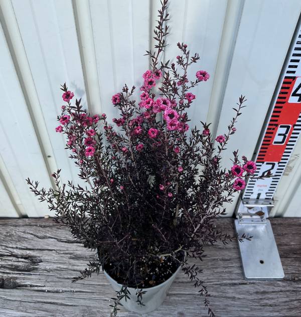 楽天市場】ギョリュウバイ ピンク系八重咲き 5号鉢植え苗(b) : 千草園芸