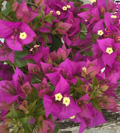 楽天市場】ブーゲンビリア パープル 6号鉢植え苗 : 千草園芸