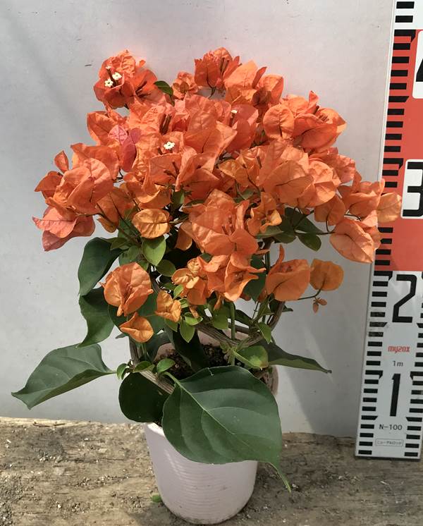 楽天市場】【花終わり】ブーゲンビリア カリフォルニアオレンジ 4号苗
