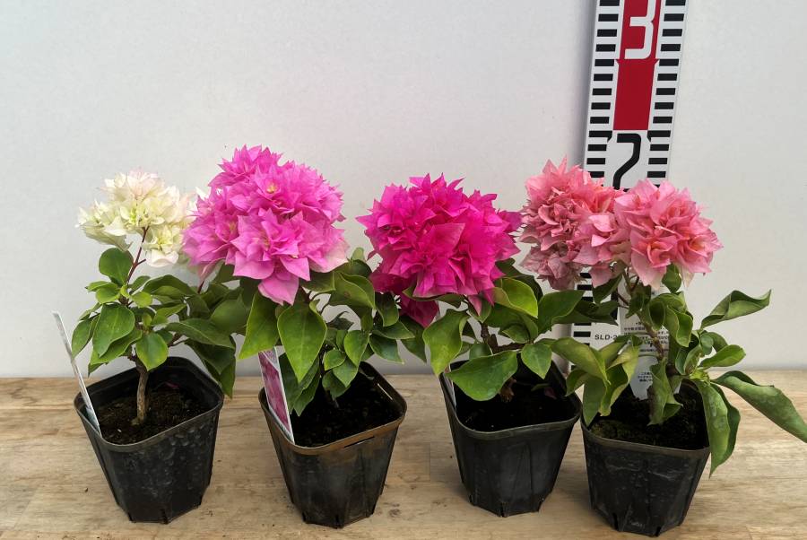 楽天市場】【花色で選ぶ】八重咲きブーゲンビリア 3.5号苗 : 千草園芸