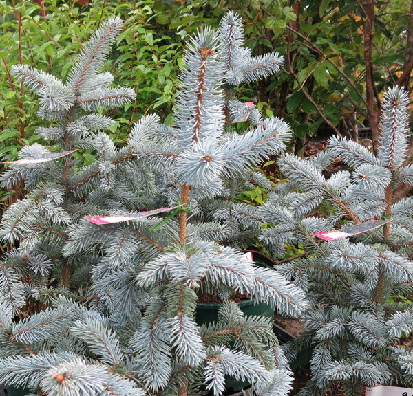 楽天市場】【選べる現品】ピセア・プンゲンストウヒ ホプシー 8号