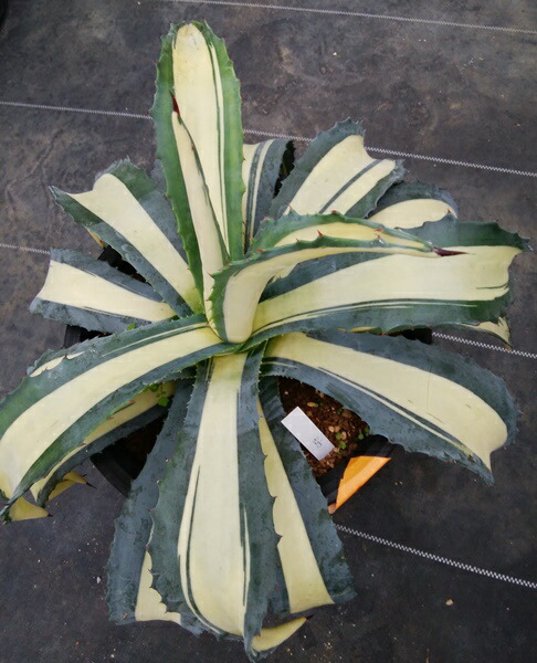 楽天市場】【現品】アガベ 那智の輝き（ナチノカガヤキ） 8号鉢植え