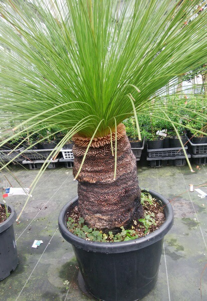 楽天市場】【現品】グラスツリー ジョンソニー ブラックボーイ 13号