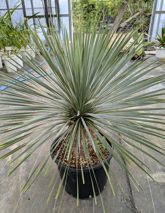 楽天市場】【現品】ユッカ ロストラータ 10号 60cm【産直】 : 千草園芸