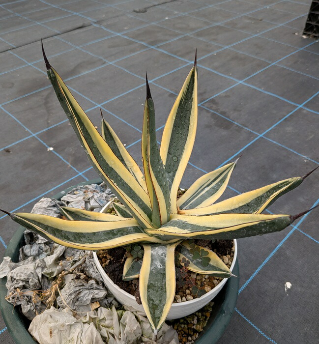 楽天市場】【現品】アガベ グレートホワイトシャーク 6号鉢植え【産直