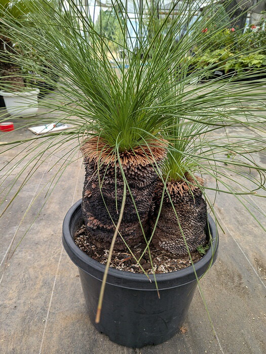 楽天市場】【現品発送】グラスツリー ジョンソニー ブラックボーイ 2