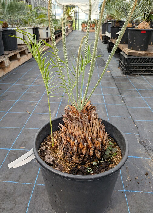 観葉植物 10号 ソテツ」の人気商品一覧 | 安い商品を通販サイトから