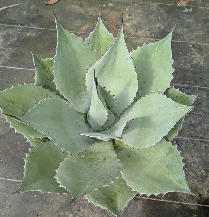 楽天市場】【現品】アガベ オバティフォリア 9号鉢植え【産直