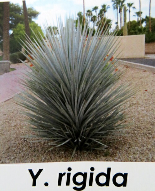 楽天市場】【現品発送】ユッカ リギダ 12号鉢植え H60cm【産直