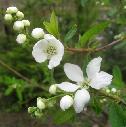 楽天市場】利休梅 リキュウバイの通販
