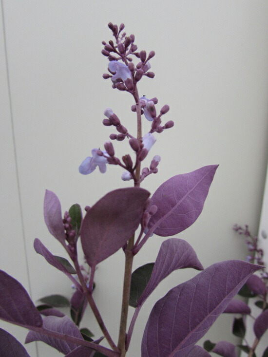 楽天市場】セイヨウニンジンボク プルプレア 3号小苗(c03) : 千草園芸