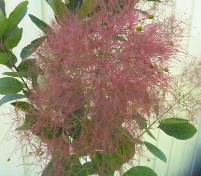 楽天市場】スモークツリー グレース（グレイス）雌木 4.5号 苗木(e06