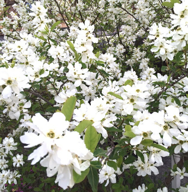 楽天市場】リキュウバイ(利休梅) 本株立ち 苗木 樹高80cm : 千草園芸