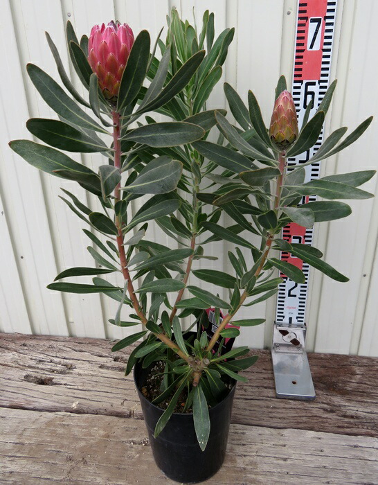 楽天市場】プロテア スペシャルピンクアイス 7号鉢植え苗2F : 千草園芸