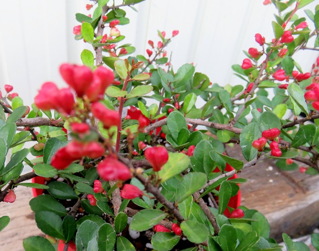 楽天市場】ハートの成る木（ハートツリー）苗 5号鉢植え苗（h33