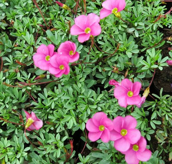 楽天市場】オキザリス苗 桃の輝き 3.5号ポット苗 : 千草園芸