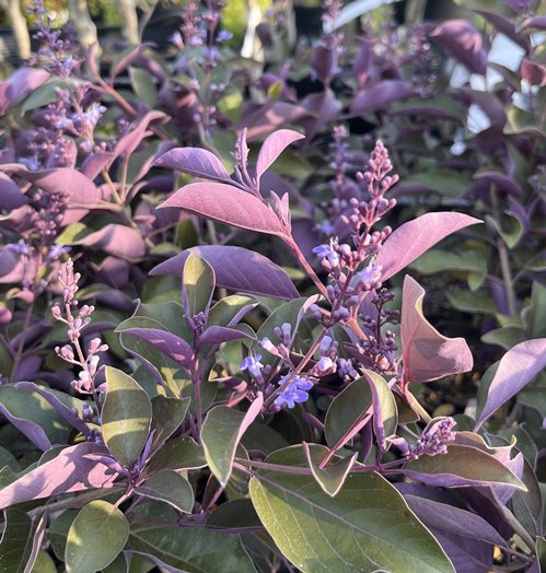 楽天市場】セイヨウニンジンボク プルプレア 3号小苗(c03) : 千草園芸