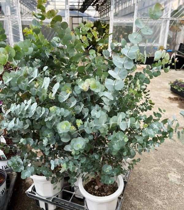 楽天市場】銀丸葉ユーカリ「シネレア」6号苗（h18） : 千草園芸