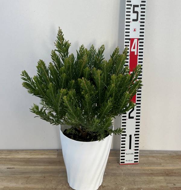 楽天市場】アカシア テレサ【花芽なし】 5号鉢植え苗（h13） : 千草園芸