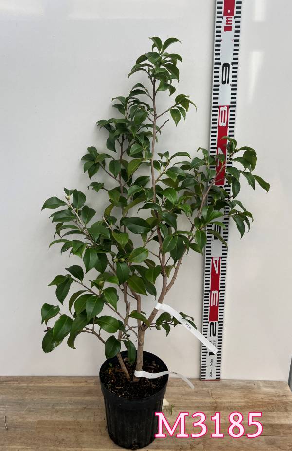 楽天市場】【現品発送M3185】椿(ツバキ) 卜伴錦（ボクハンニシキ）赤卜