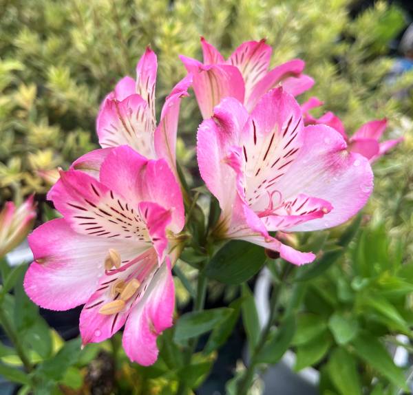 楽天市場】アルストロメリア サマーブレイク 苗 5号(d15) : 千草園芸