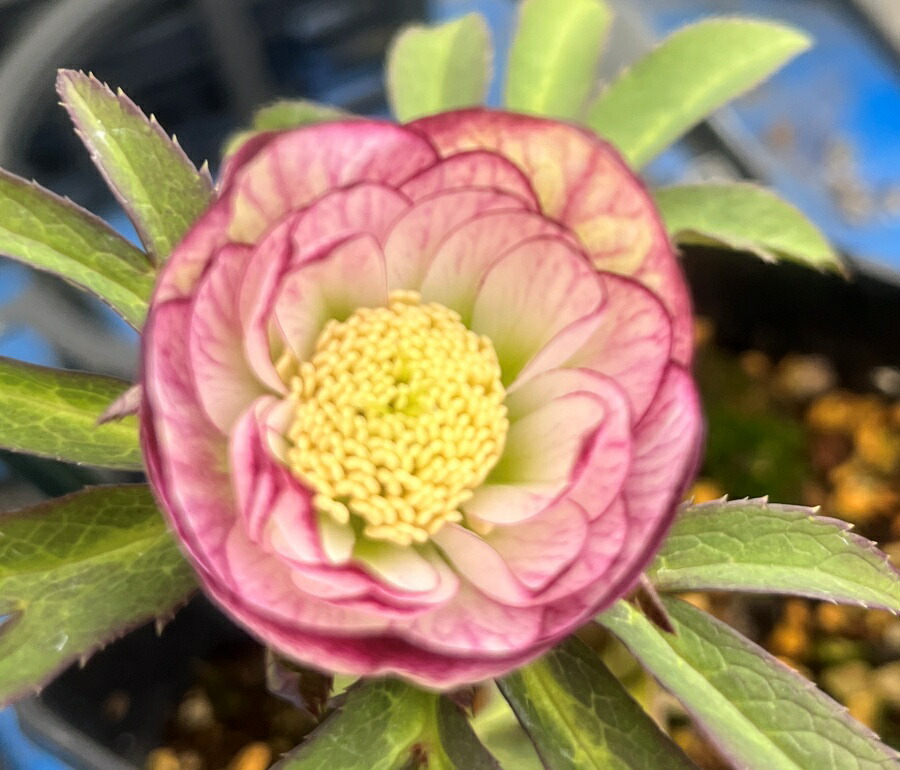 楽天市場】【現品】クリスマスローズ ウィターシンフォニー スウィング