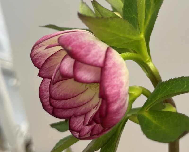 楽天市場】【現品】クリスマスローズ ウィンターシンフォニー ダブル