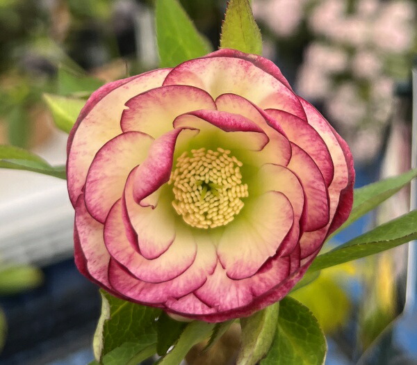 楽天市場】【現品】クリスマスローズ ウィンターシンフォニー ダブル