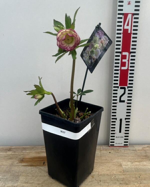 楽天市場】【現品】クリスマスローズ ウィンターシンフォニー ダブル