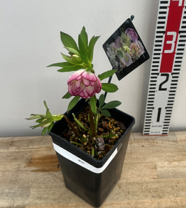 楽天市場】【現品】クリスマスローズ ウィンターシンフォニー ダブル