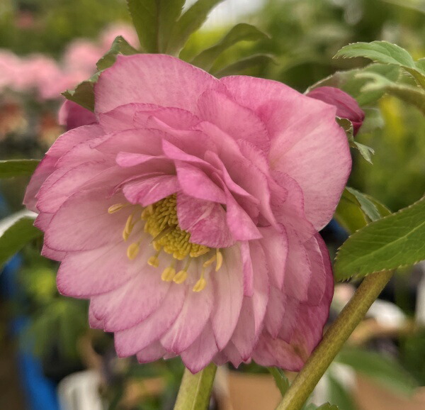 楽天市場】【現品】クリスマスローズ ウィンターシンフォニー