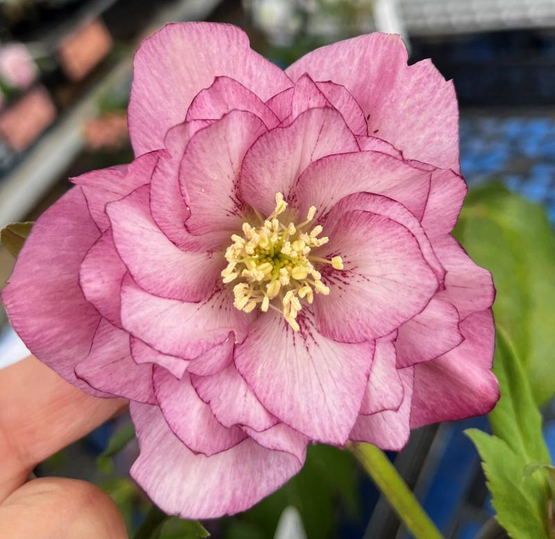 楽天市場】【現品】クリスマスローズ 多弁ダブル咲き／フリル咲き