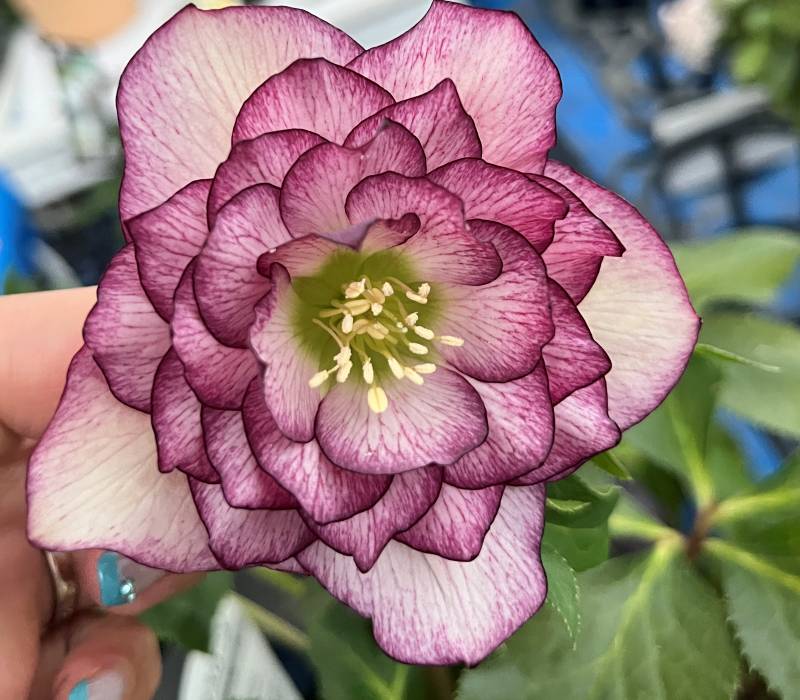 楽天市場】【現品】クリスマスローズ 多弁ダブル咲き レッド/パープル