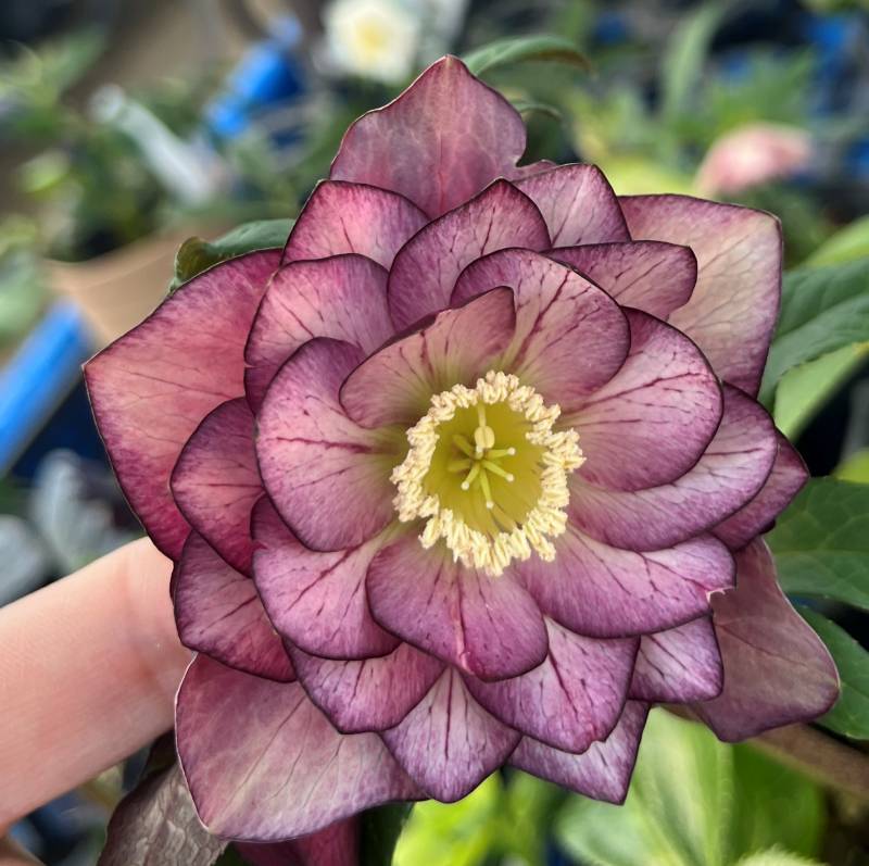 楽天市場】【現品】クリスマスローズ ダブル咲き レッド/パープル系