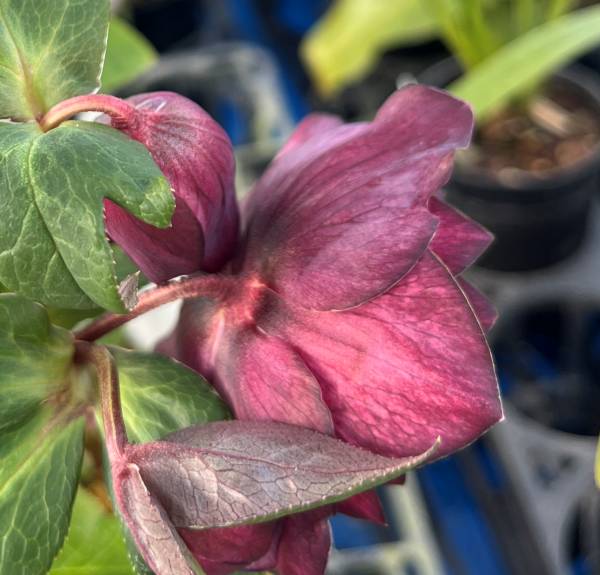 楽天市場】【現品】クリスマスローズ ダブル咲き レッド/パープル系