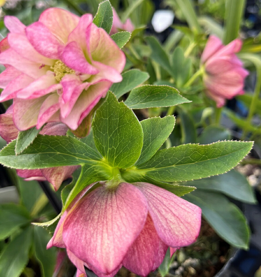 楽天市場】【現品】クリスマスローズ ダブル咲き ピンク系 5号ポット