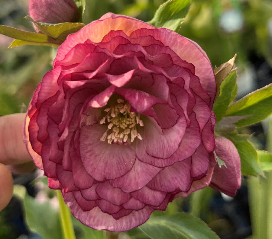 楽天市場】【現品】クリスマスローズ 多弁ダブル咲き ピンクレッド系 5