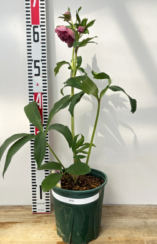 楽天市場】【現品】クリスマスローズ 多弁ダブル咲き ピンクレッド系 5