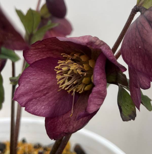 楽天市場】【自然開花株】【現品】クリスマスローズ HGC ラベンダー